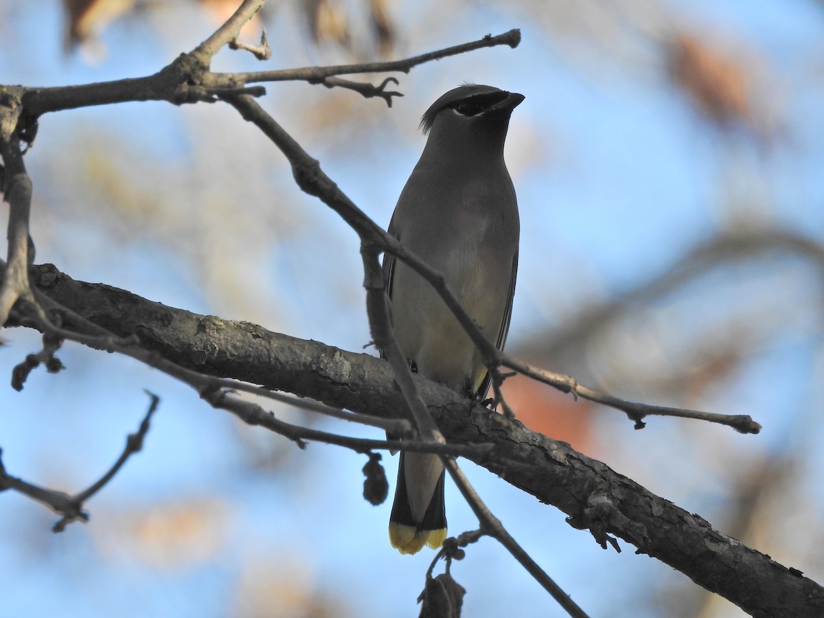 Cedar Waxwing - ML647196532