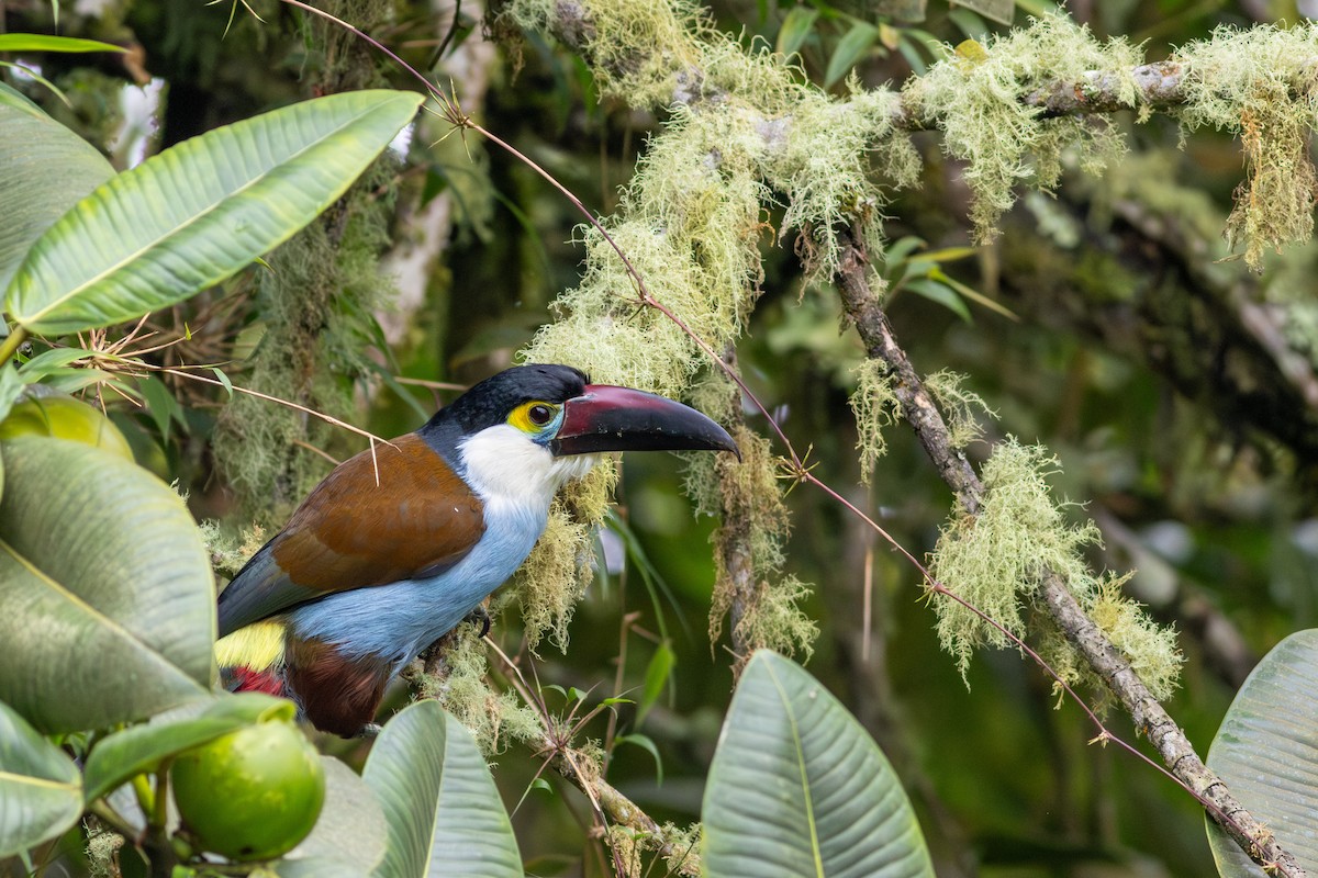 Андигена білощока - ML647196533