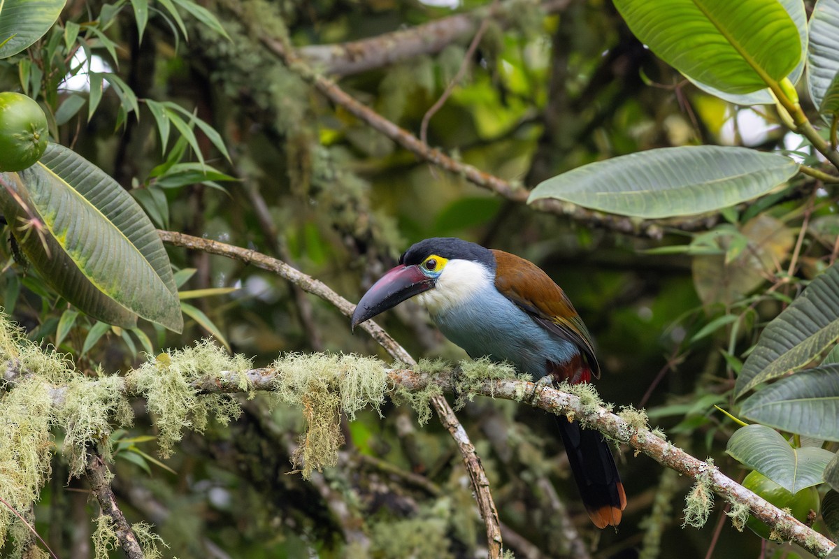 Андигена білощока - ML647196534