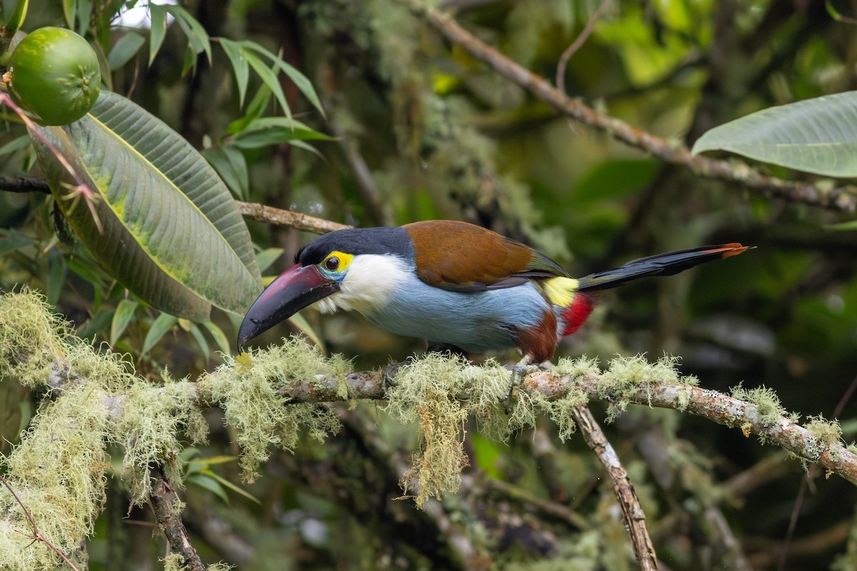 Андигена білощока - ML647196535