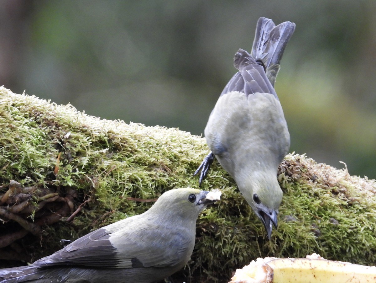 Palm Tanager - ML647196537