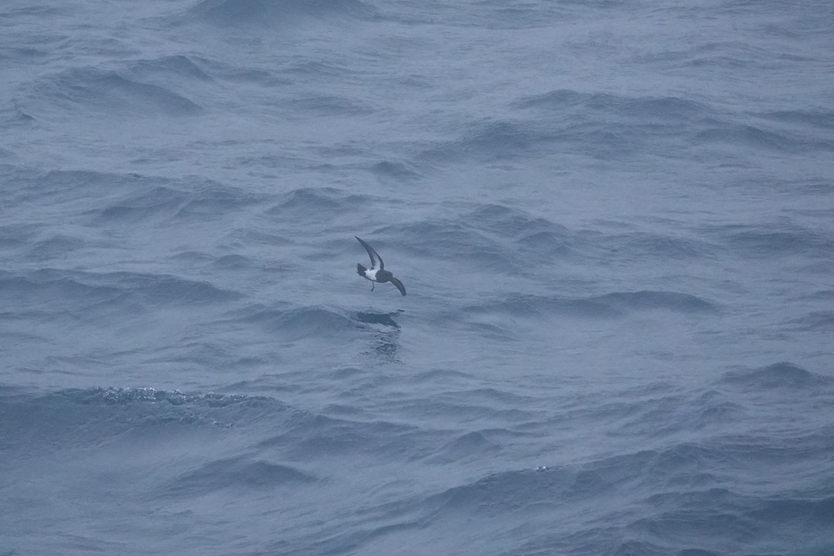 Black-bellied Storm-Petrel (Subantarctic) - ML647196541