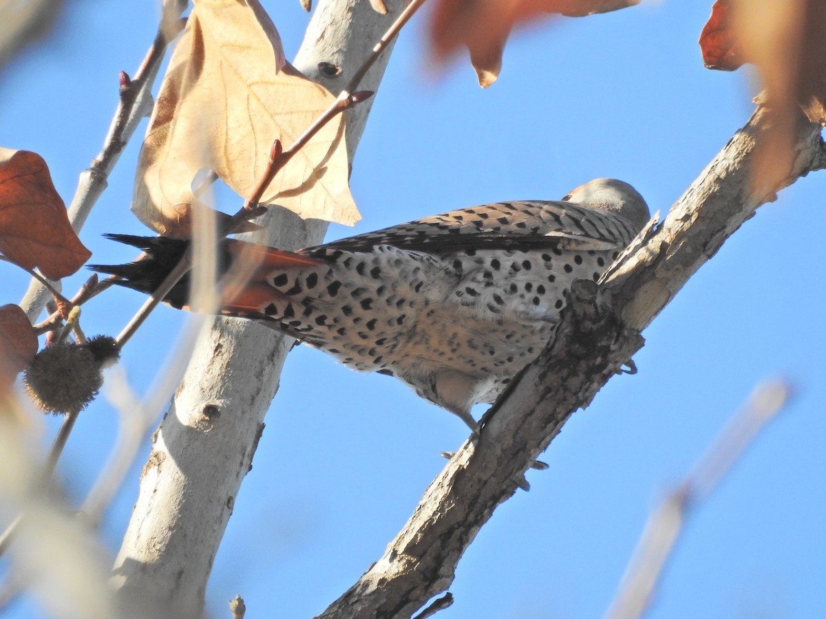 Northern Flicker - ML647196549