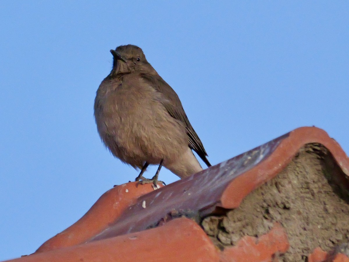 Black-billed Shrike-Tyrant - ML647196550