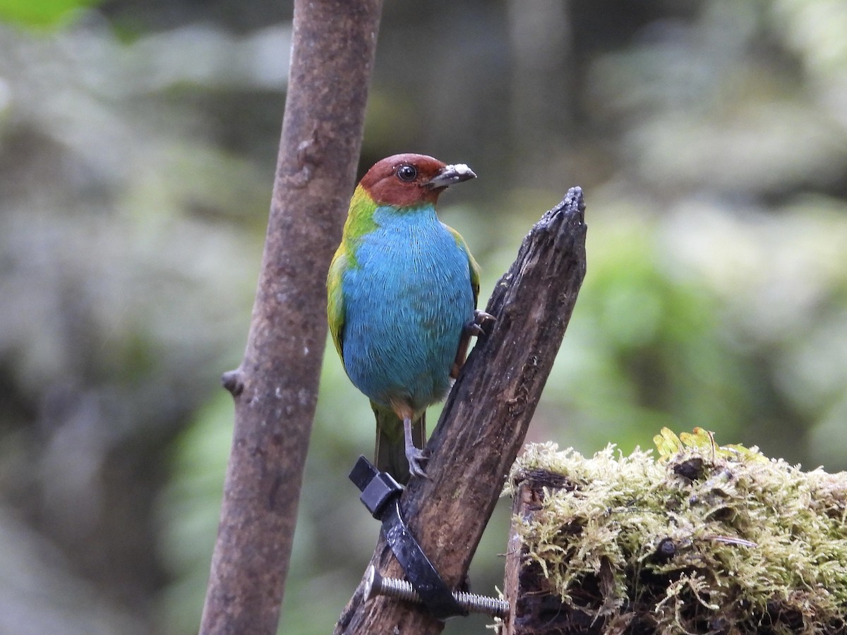 Tangara Cabecibaya - ML647196552