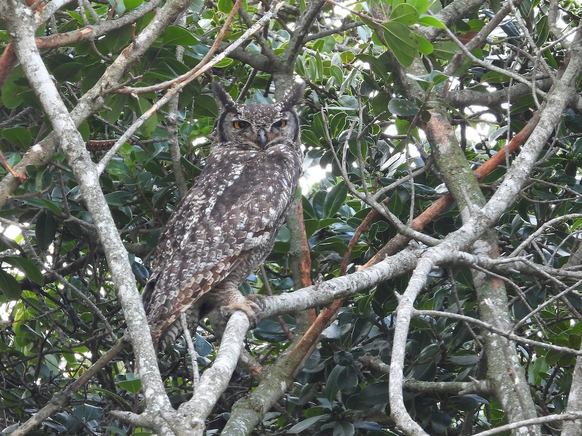 Spotted Eagle-Owl - ML647196557