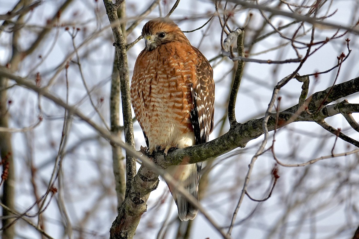 Red-shouldered Hawk - ML647196567