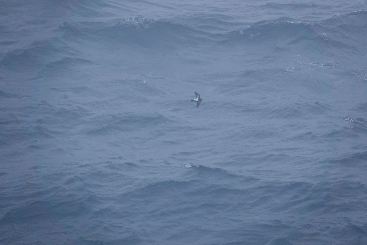 Black-bellied Storm-Petrel (Subantarctic) - ML647196568
