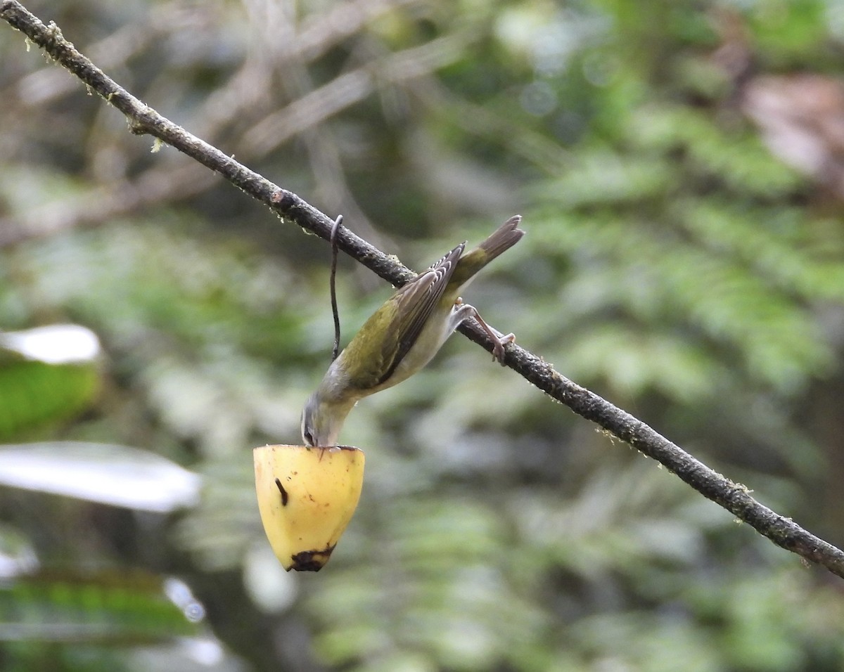 Червоїд світлобровий - ML647196577