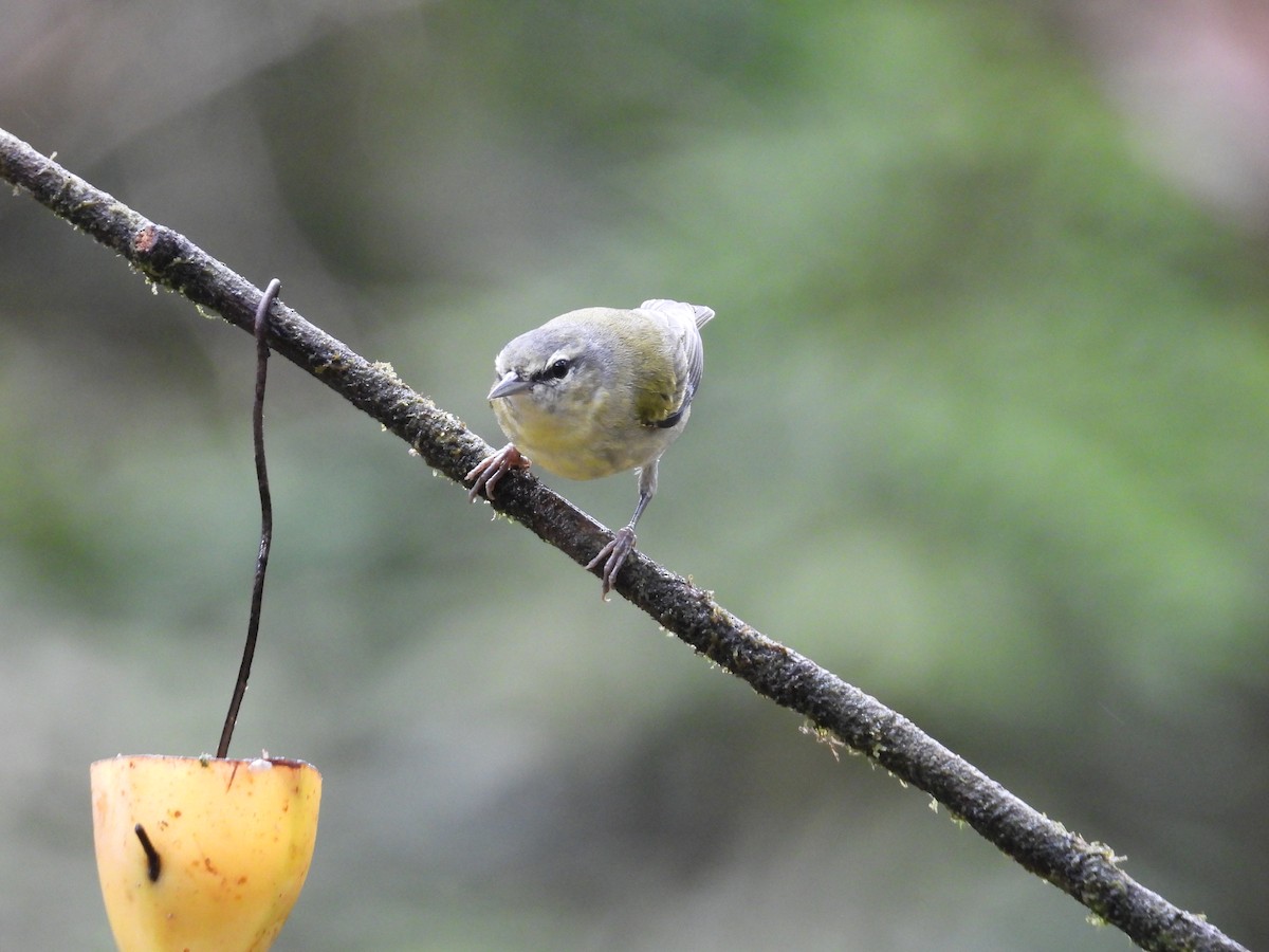 Червоїд світлобровий - ML647196578
