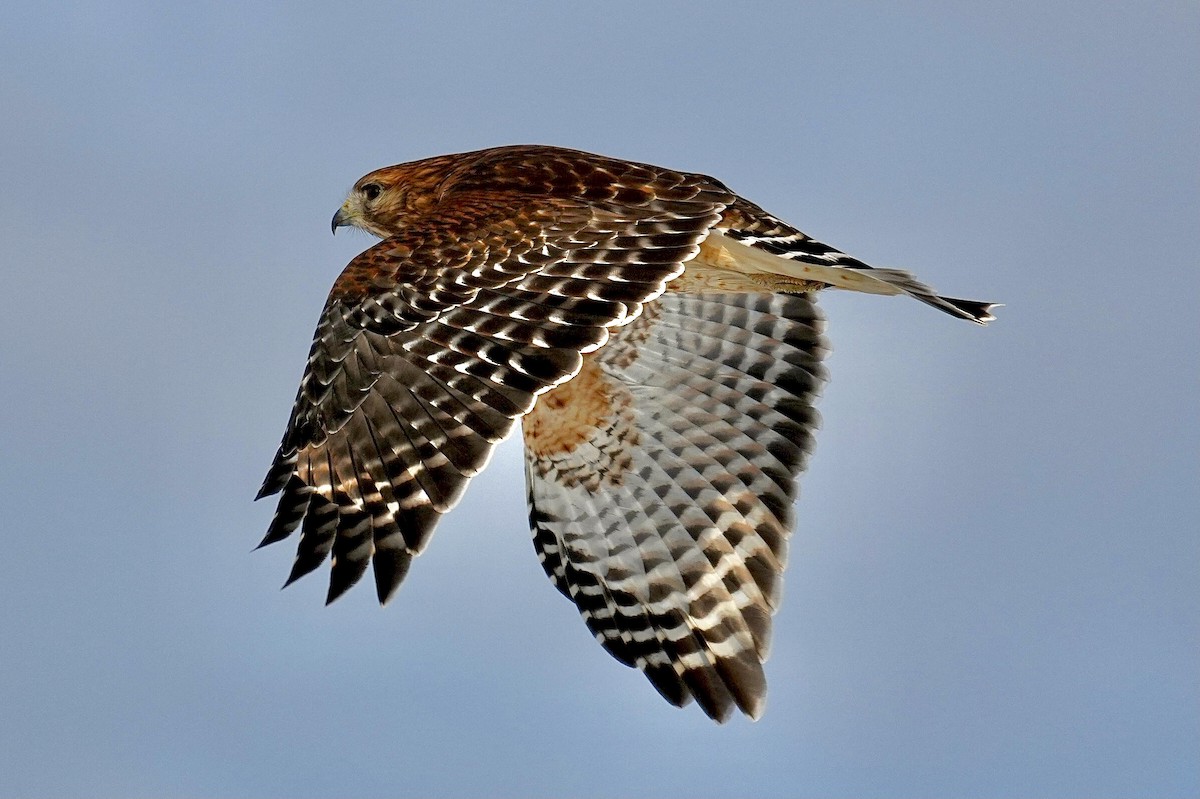 Red-shouldered Hawk - ML647196580