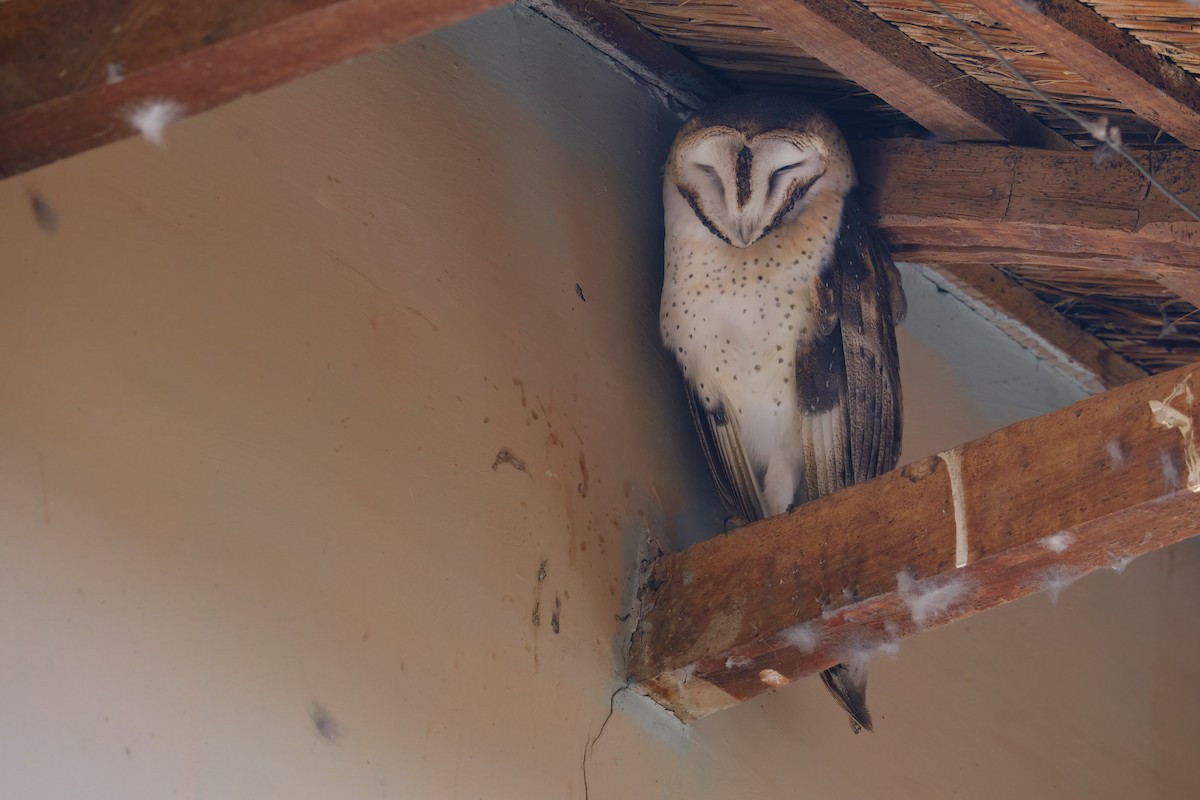American Barn Owl - ML647196581