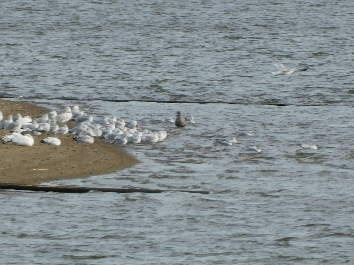 Bonaparte's Gull - ML647196584
