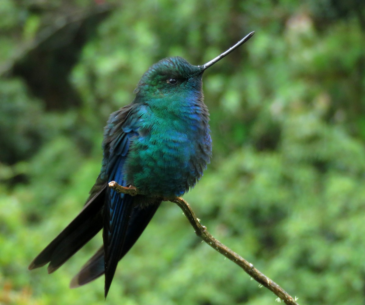 Great Sapphirewing - ML647196590