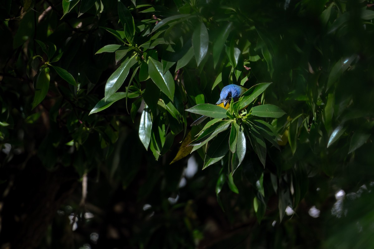 Blue-and-yellow Tanager - ML647196594