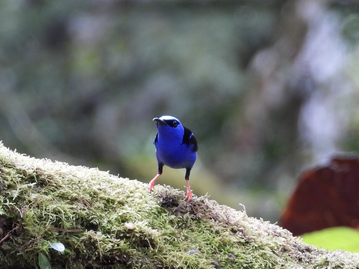 Танагра-медоїд бірюзова - ML647196595