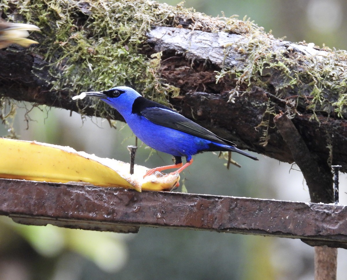 Танагра-медоїд бірюзова - ML647196596