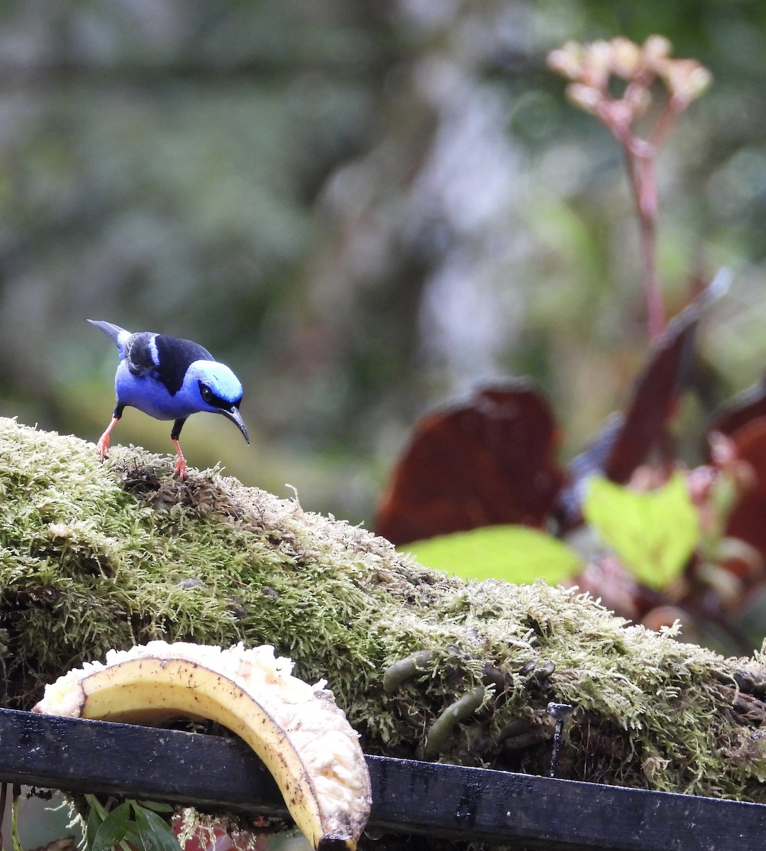 Танагра-медоїд бірюзова - ML647196597