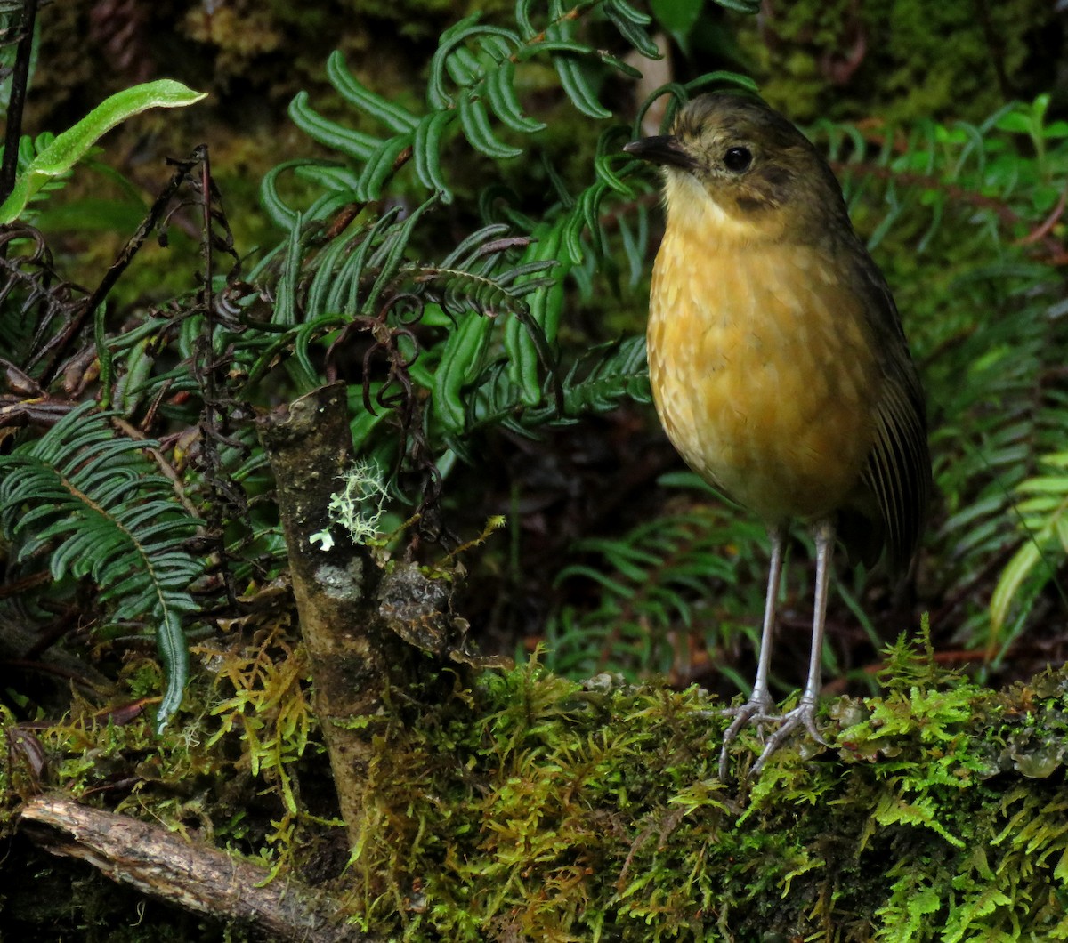 Tawny Antpitta - ML647196600
