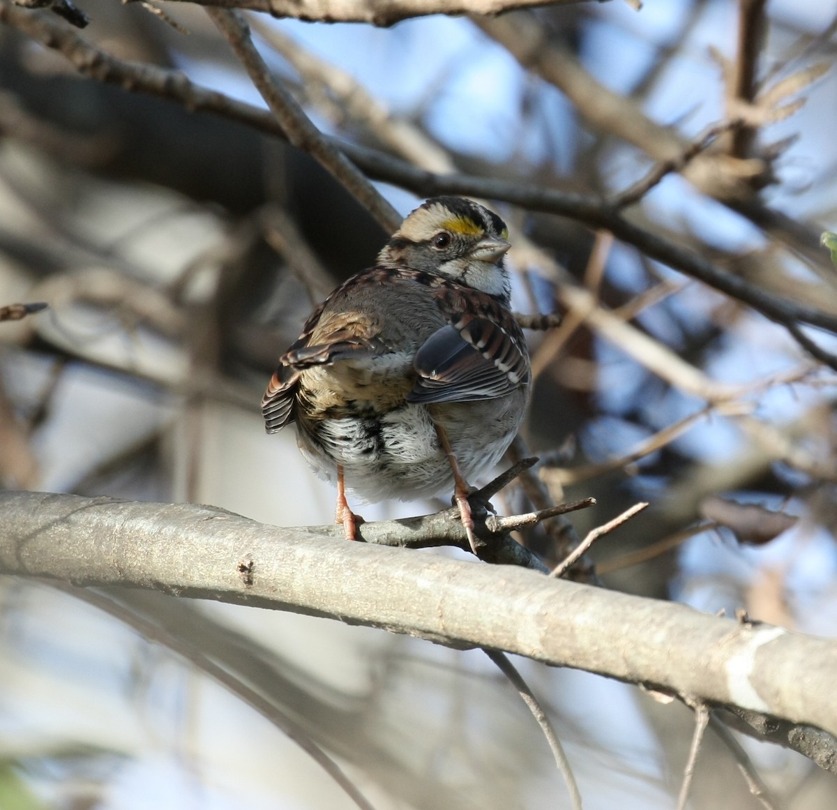 White-throated Sparrow - ML647196601