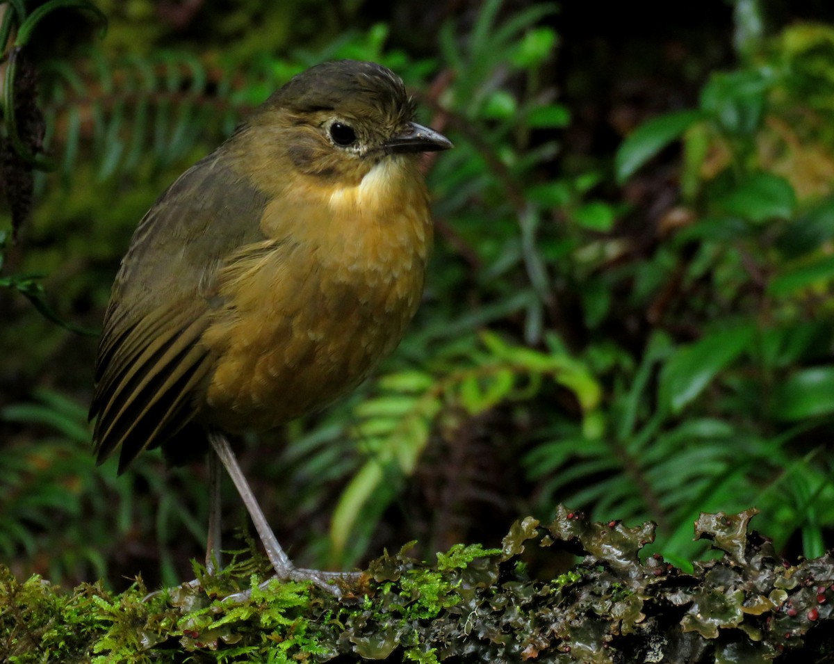 Tawny Antpitta - ML647196602