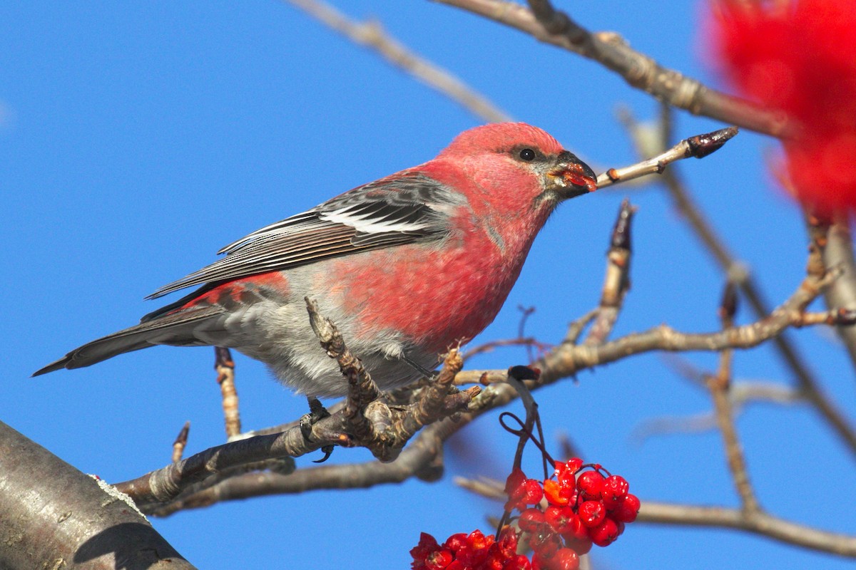 ギンザンマシコ - ML647196605