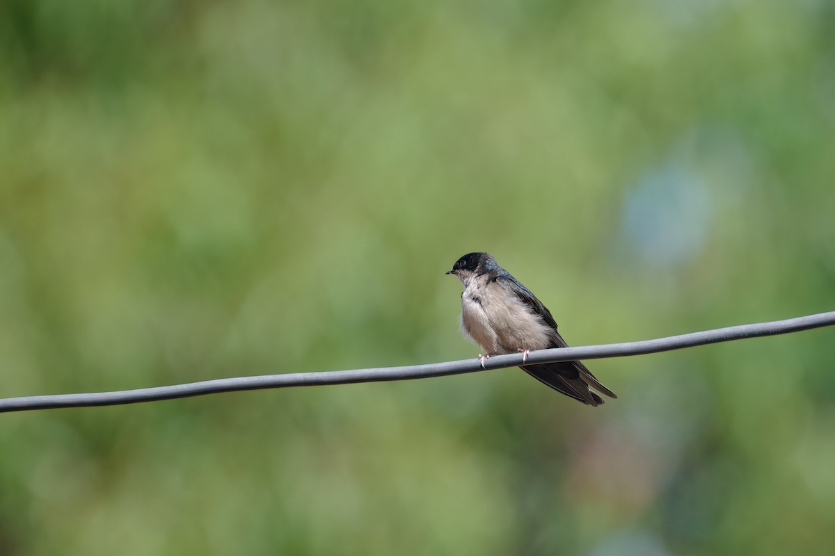 Brown-bellied Swallow - ML647196611