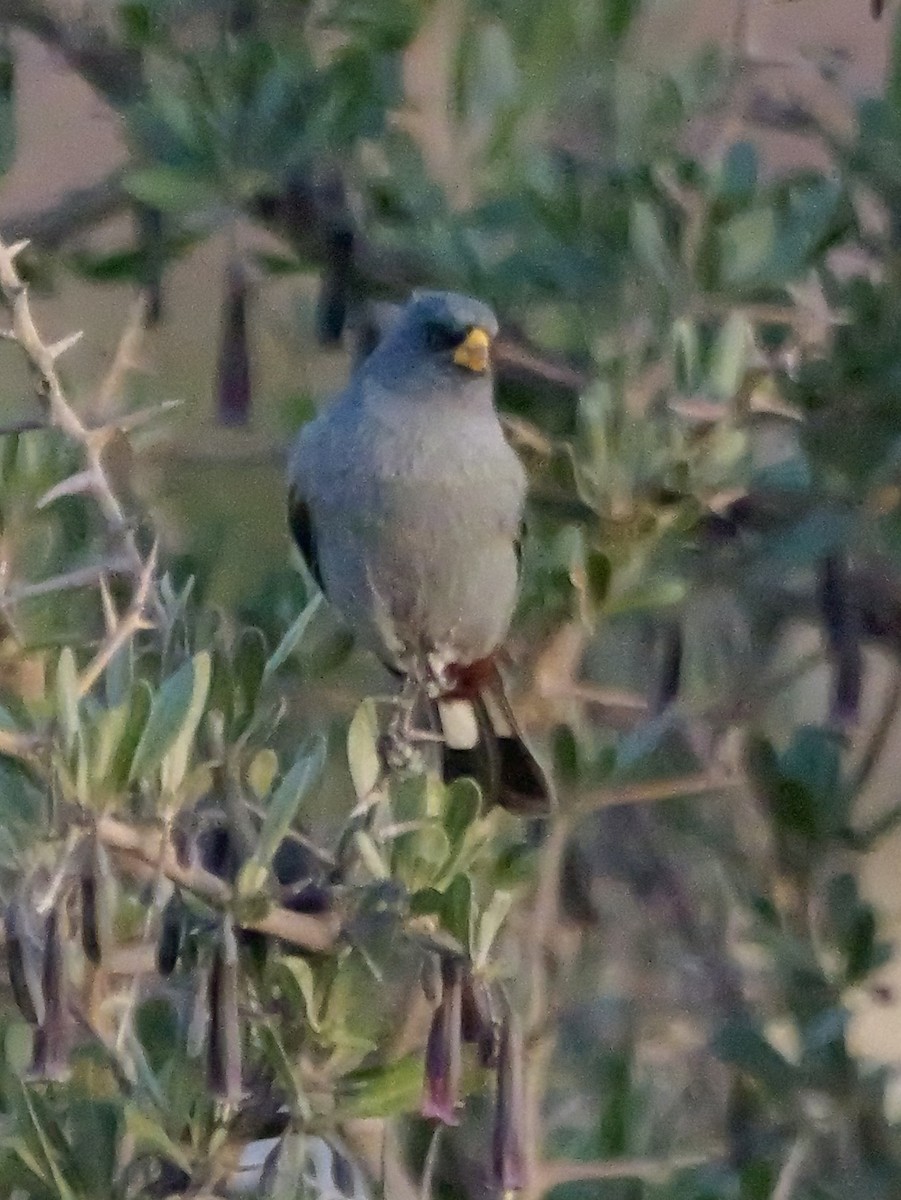 Band-tailed Seedeater - ML647196612