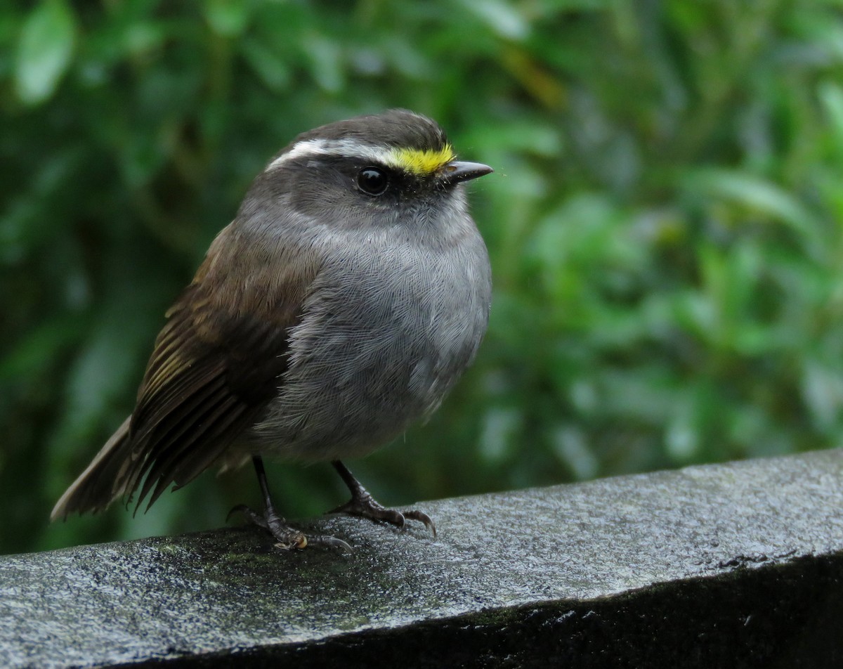 Crowned Chat-Tyrant - ML647196615