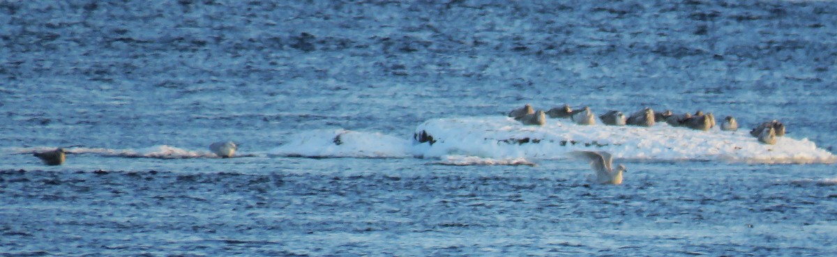 Kaio hegalzuria - ML647196616