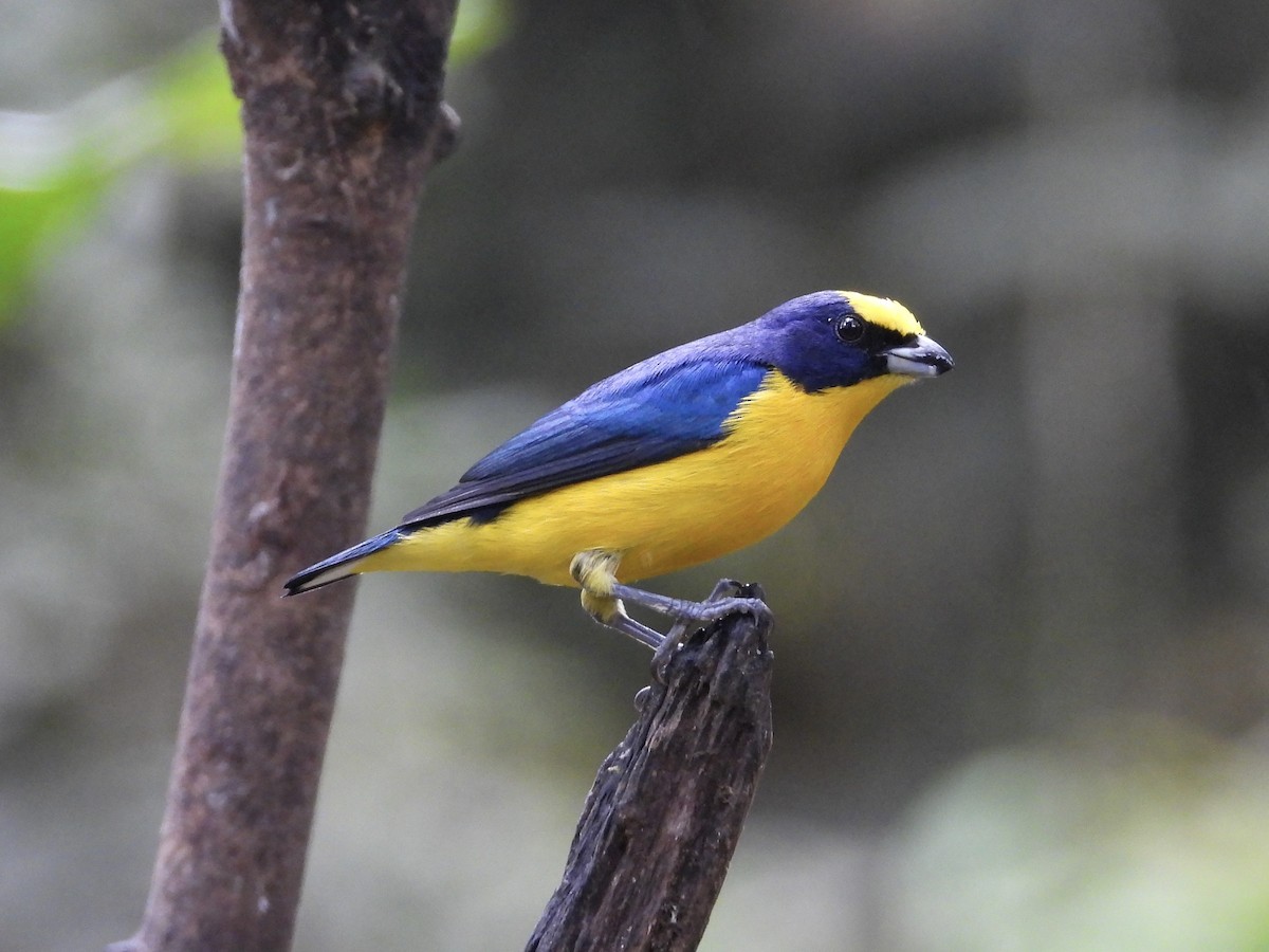 Thick-billed Euphonia - ML647196617