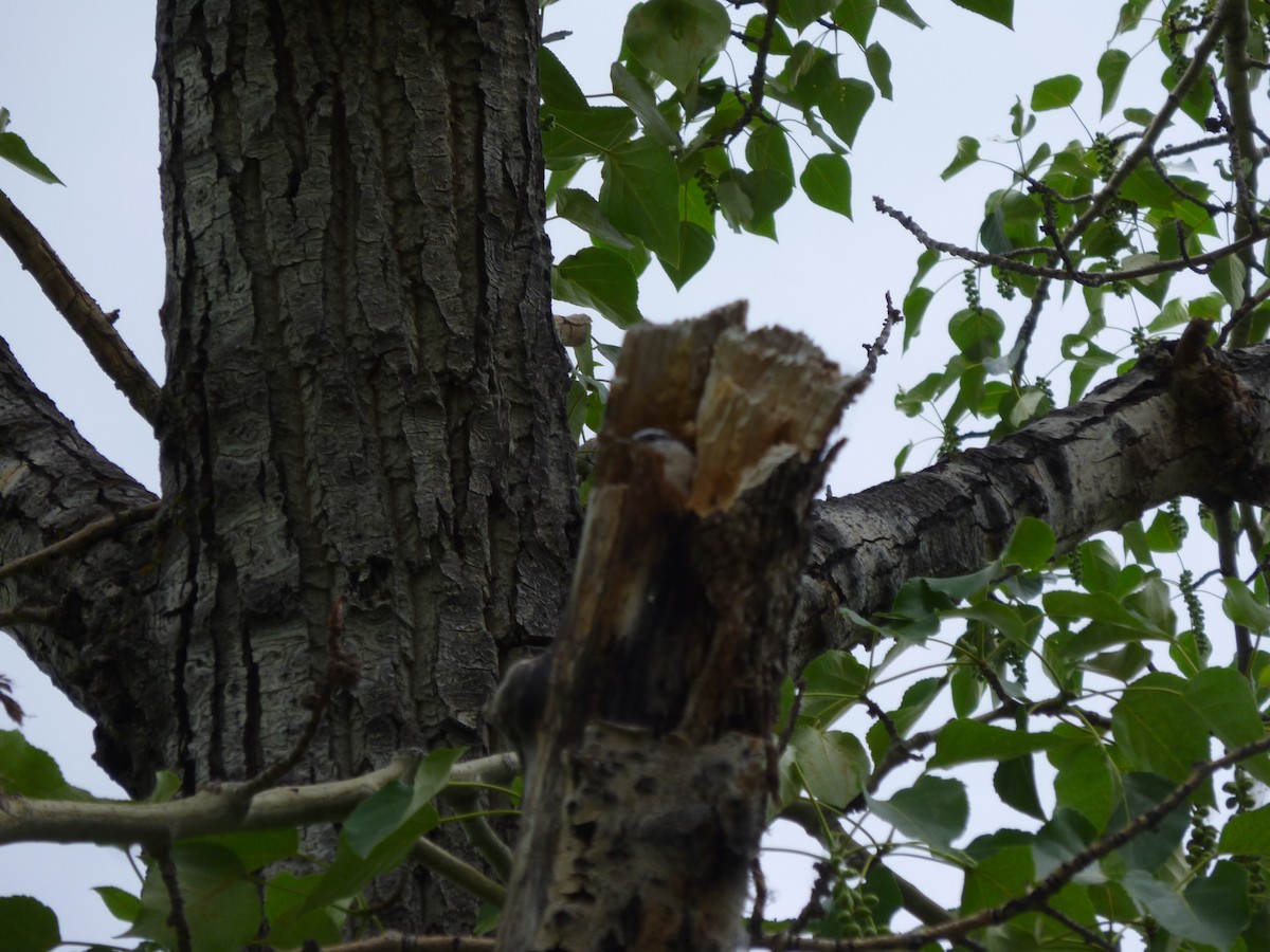 Garrapo kanadarra - ML647196618