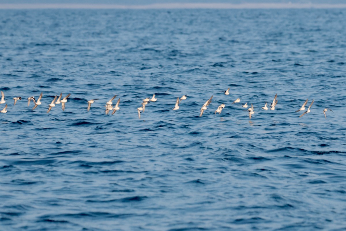 Mendebal-txori mokomehea - ML647196619