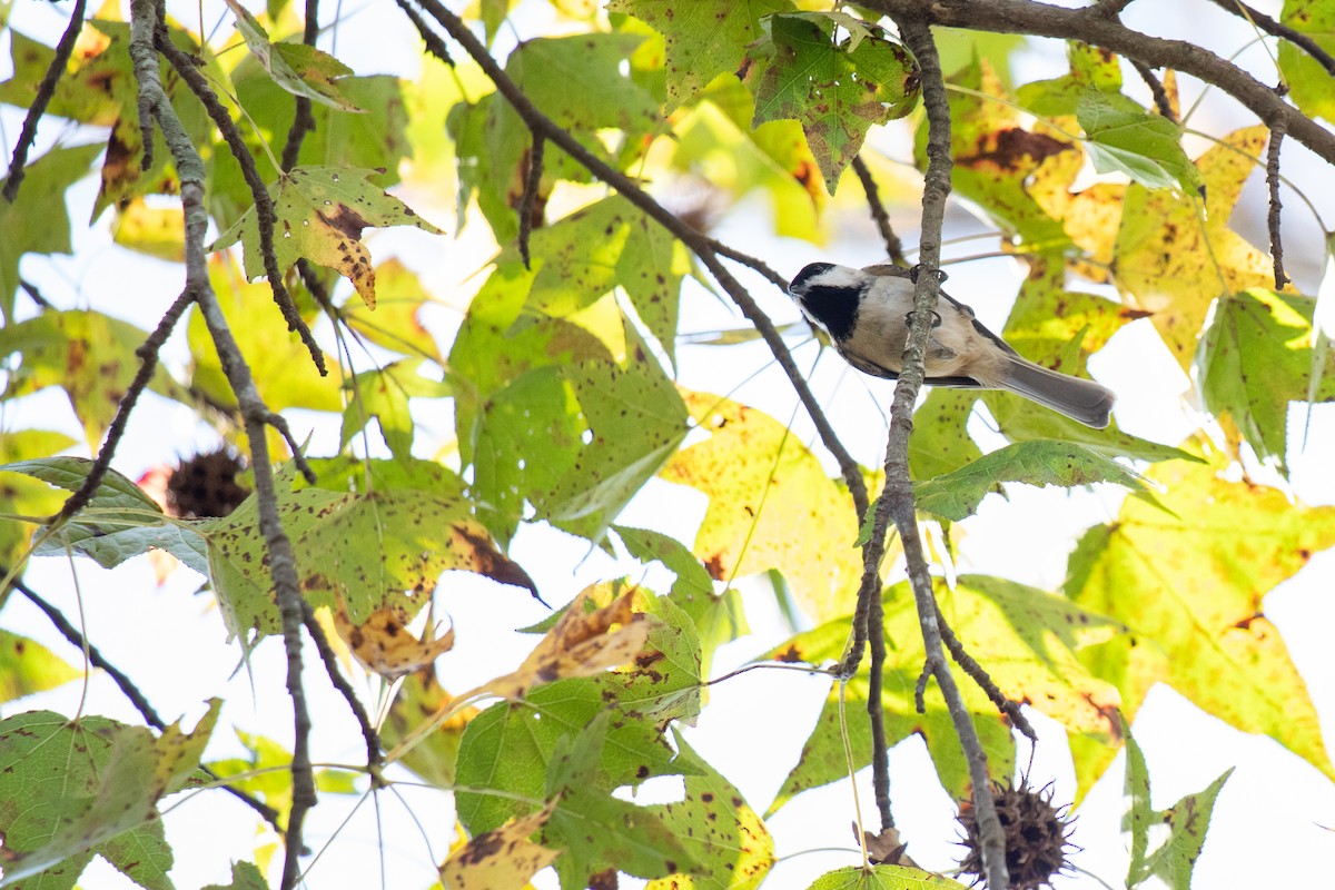 Carolina Chickadee - ML647196620