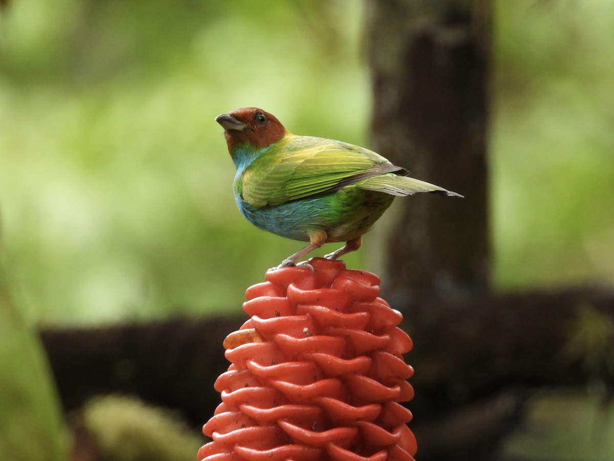 Bay-headed Tanager - ML647196621