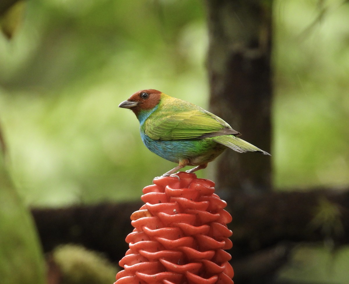 Bay-headed Tanager - ML647196622