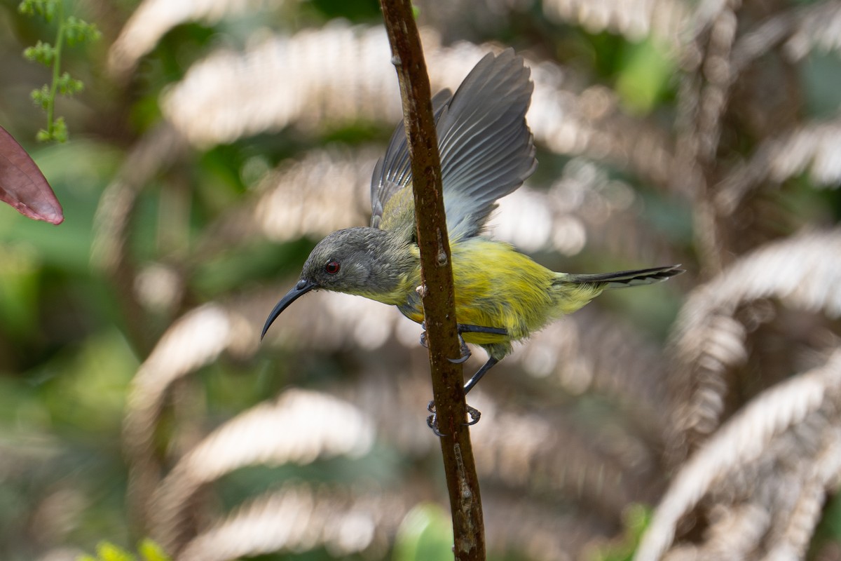 Apo Sunbird - ML647196623