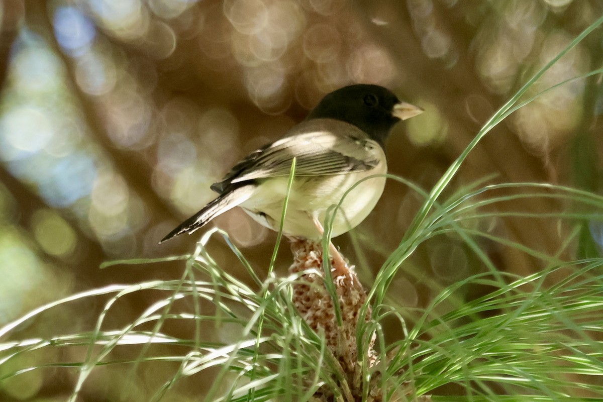 Dark-eyed Junco (Oregon) - ML647196624