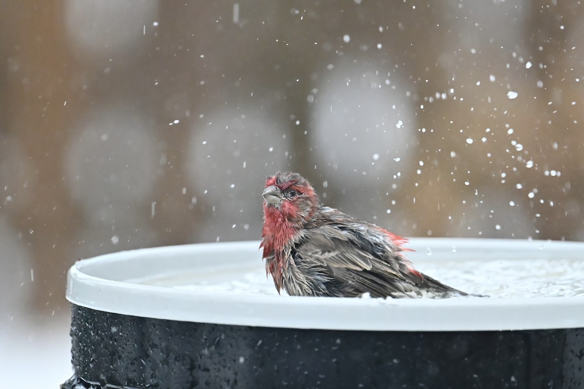 Burugorri arrunta - ML647196627