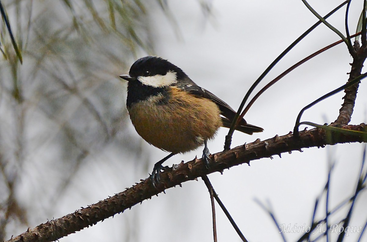 Pinu-kaskabeltza - ML647196628