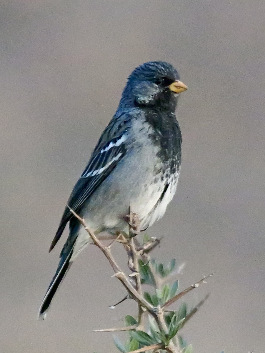 Mourning Sierra Finch - ML647196629