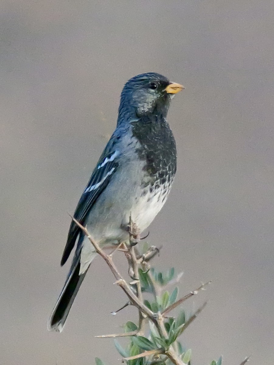 Mourning Sierra Finch - ML647196630