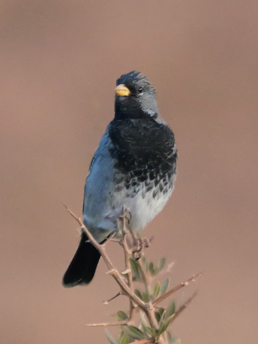 Mourning Sierra Finch - ML647196631