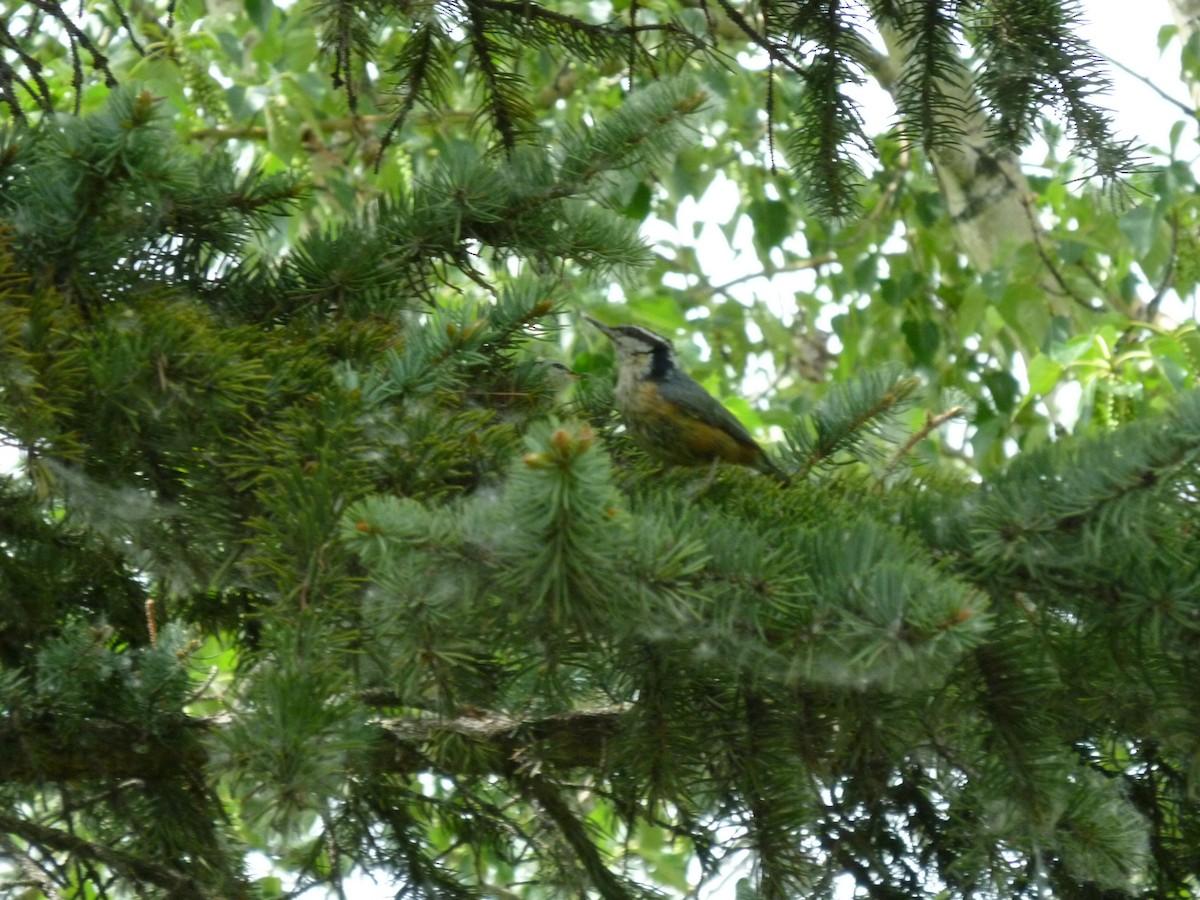 Garrapo kanadarra - ML647196632