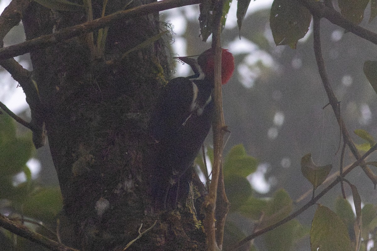 Powerful Woodpecker - ML647196633