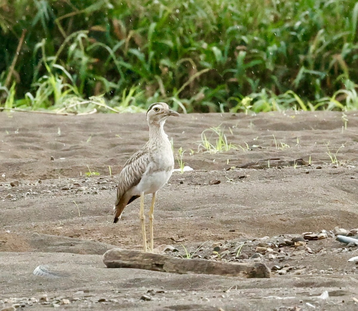 Double-striped Thick-knee - ML647196635