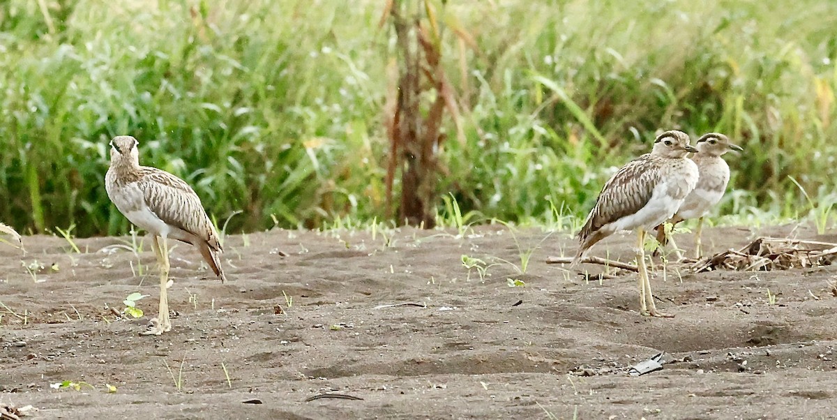 Double-striped Thick-knee - ML647196636