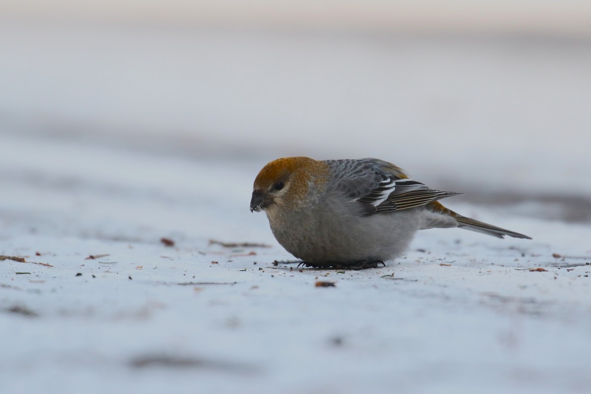 Pinu-gailupa - ML647196637