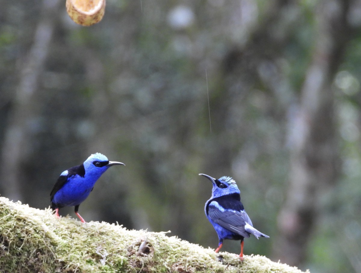 Red-legged Honeycreeper - ML647196638