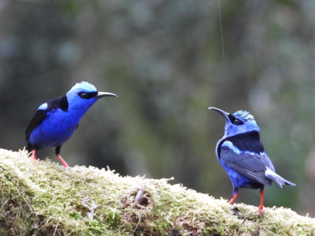 Red-legged Honeycreeper - ML647196639